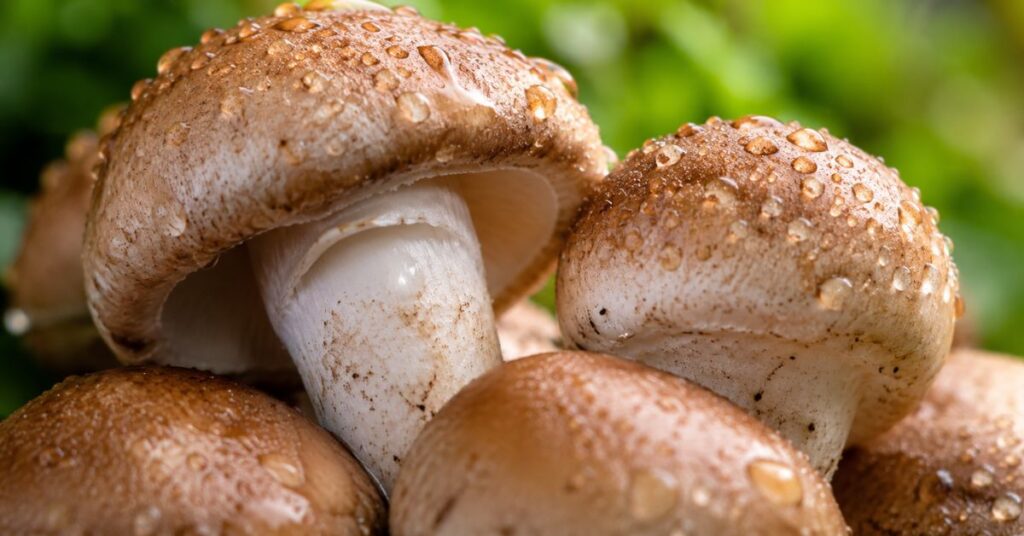 Close-up of fresh mushrooms with water droplets highlighting natural antioxidants and nutrition